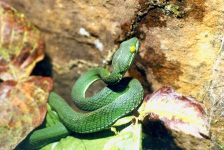 змеи в Камбодже