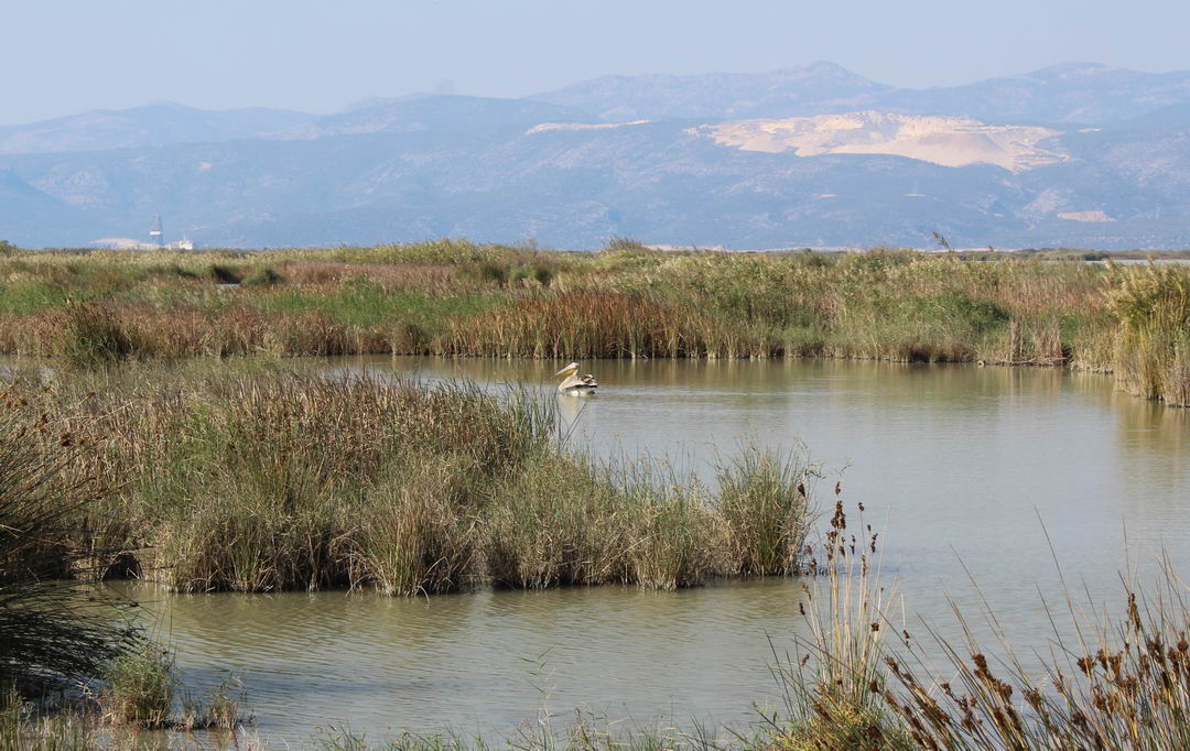 озера Акгол и Парадениз в Турции рядом с Ташуджу в ноябре 2020 года природный парк птиц