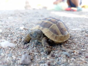 Черепахи на пляже в Турции в Кум Махалесси
