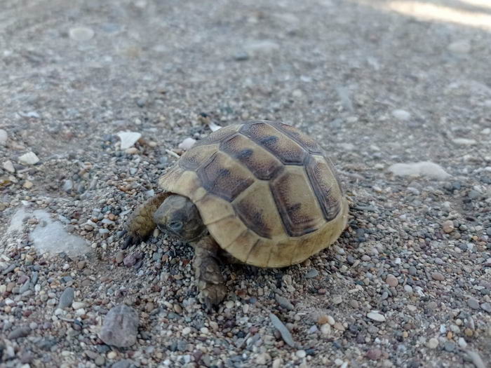 Черепахи на пляже в Турции в Кум Махалесси